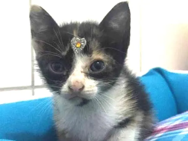 Gato ra a indefinida idade Abaixo de 2 meses nome Nina