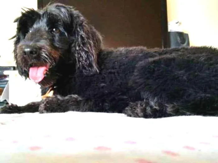Cachorro ra a mix poodle com cocker idade 2 anos nome Menina Mix
