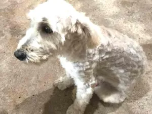 Cachorro raça Poodle com Shitszu  idade 1 ano nome Thor