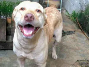 Cachorro raça srd idade 1 ano nome Linda Garota