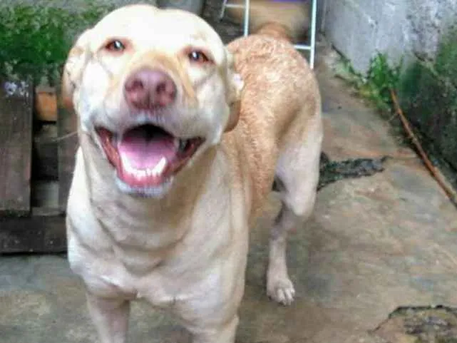 Cachorro ra a srd idade 1 ano nome Linda Garota