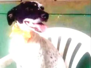 Cachorro raça srd idade 1 ano nome Baby