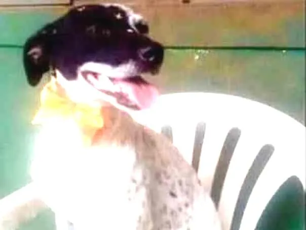 Cachorro ra a srd idade 1 ano nome Baby