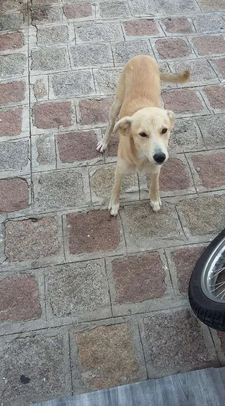 Cachorro ra a não definida idade 7 a 11 meses nome Salsicha