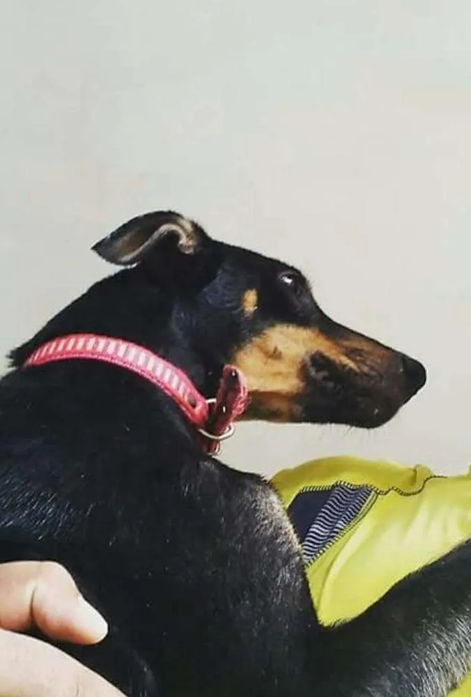 Cachorro ra a  idade 1 ano nome Pirrita