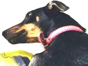 Cachorro raça  idade 1 ano nome Pirrita