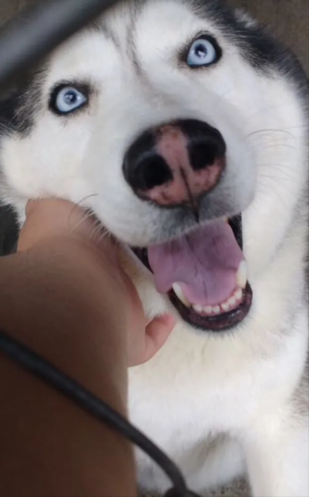 Cachorro ra a Husky Siberiano idade 6 ou mais anos nome Marley e Shakira
