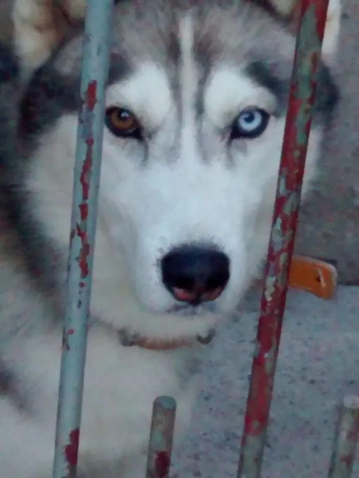 Cachorro ra a Husky Siberiano idade 6 ou mais anos nome Marley e Shakira