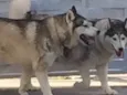 Marley e Shakira