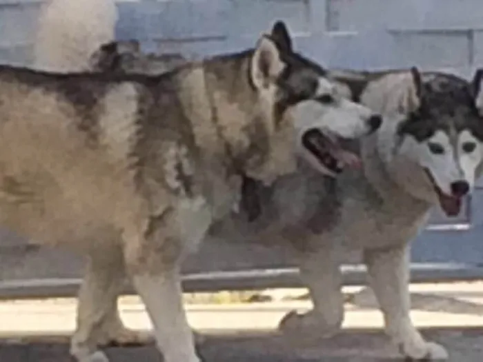 Cachorro ra a Husky Siberiano idade 6 ou mais anos nome Marley e Shakira