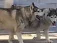Marley e Shakira