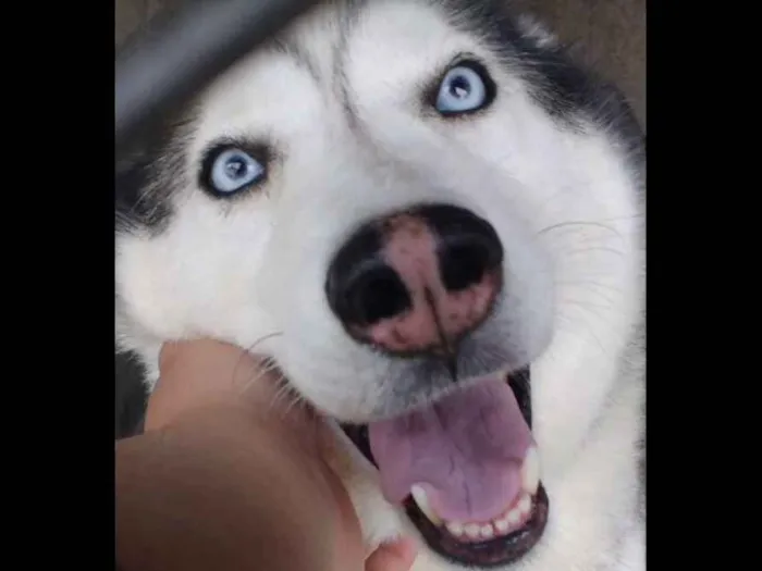 Cachorro ra a Husky Siberiano idade 6 ou mais anos nome Marley e Shakira