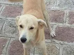 Cachorro ra a não definida idade 7 a 11 meses nome Salsicha