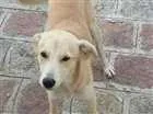 Cachorro raça não definida idade 7 a 11 meses nome Salsicha