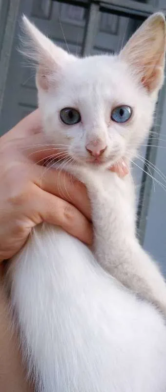 Gato raça  idade 2 a 6 meses nome Filhotes 