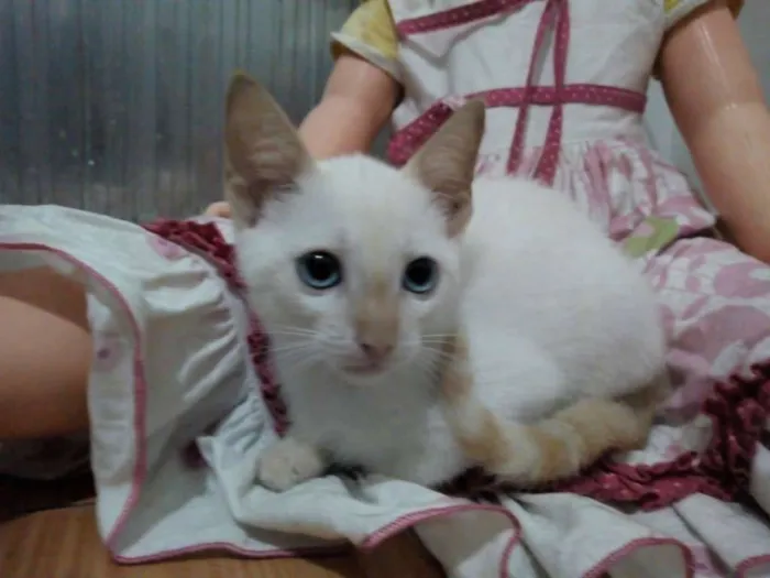 Gato raça  idade 2 a 6 meses nome Filhotes 