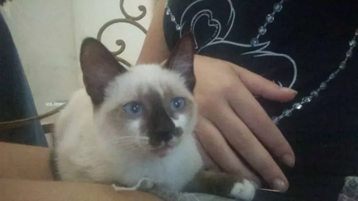 Gato raça  idade 2 a 6 meses nome Filhotes 