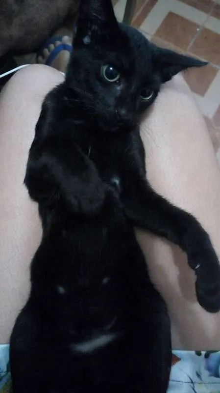 Gato raça  idade 2 a 6 meses nome Filhotes 