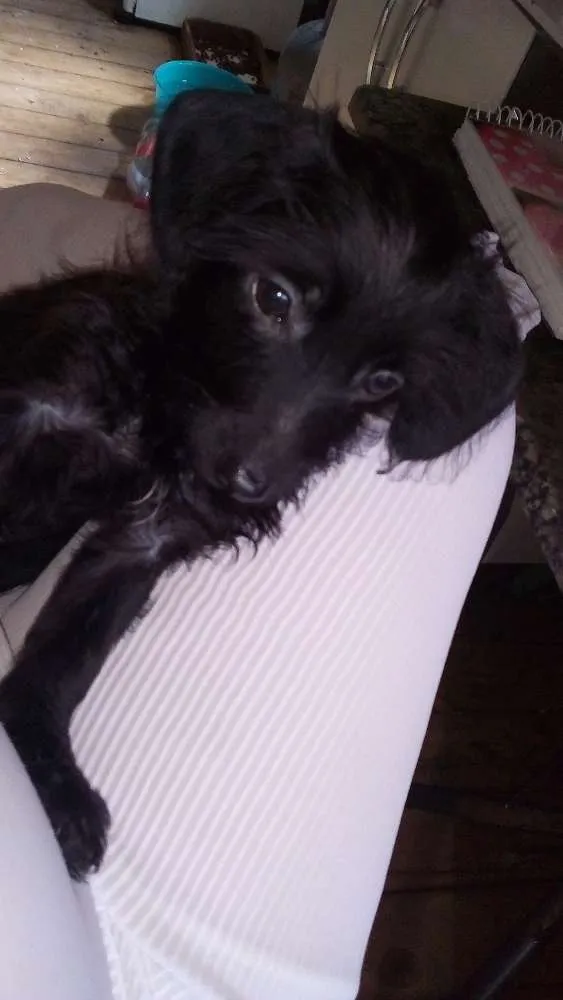 Cachorro ra a SRD idade 2 a 6 meses nome Fefe