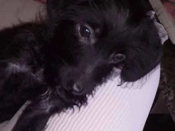 Cachorro ra a SRD idade 2 a 6 meses nome Fefe