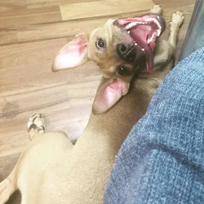 Cachorro ra a Vira lata idade 2 a 6 meses nome Melinda
