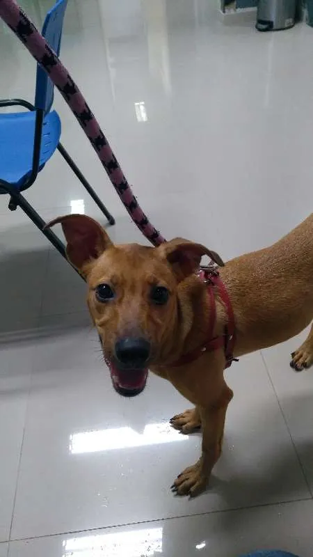Cachorro ra a Vira lata idade 2 a 6 meses nome Melinda