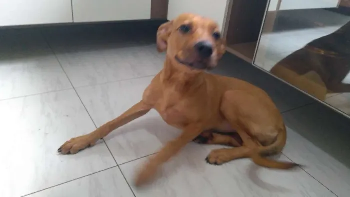 Cachorro ra a Vira lata idade 2 a 6 meses nome Melinda