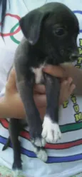 Pretinha