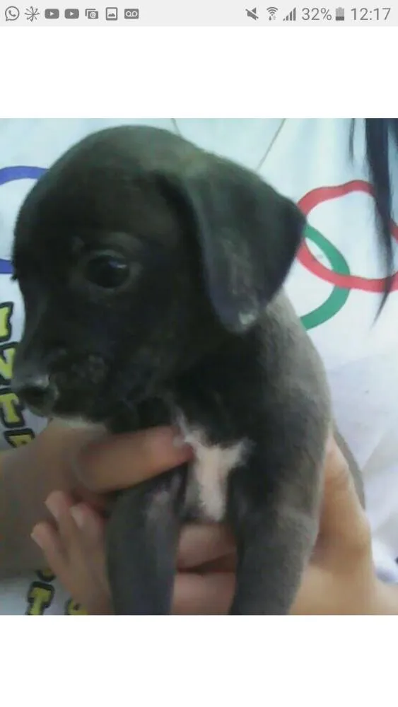Cachorro raça Vira lata idade 2 a 6 meses nome Pretinha