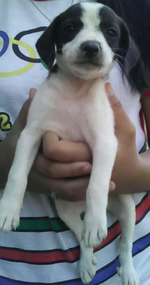 Cachorro raça Vira lata idade 2 a 6 meses nome Sasha