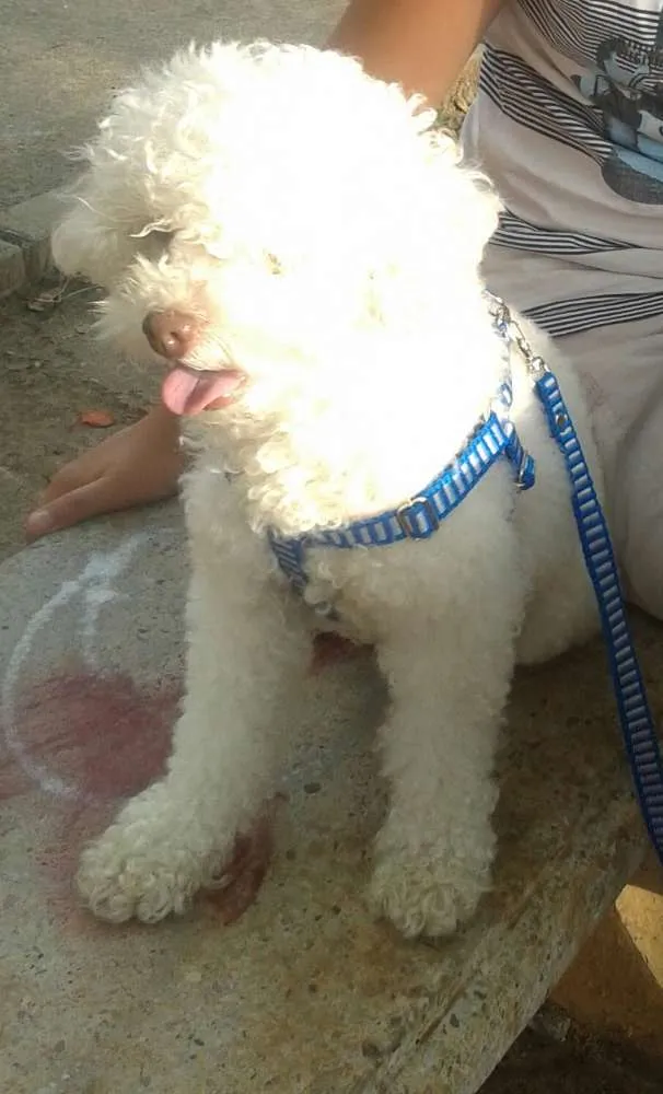 Cachorro raça poodle idade 2 anos nome snoopy