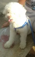 snoopy