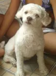 snoopy
