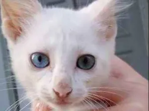 Gato raça  idade 2 a 6 meses nome Filhotes 