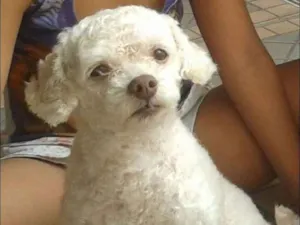 Cachorro raça poodle idade 2 anos nome snoopy