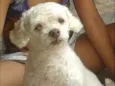 snoopy