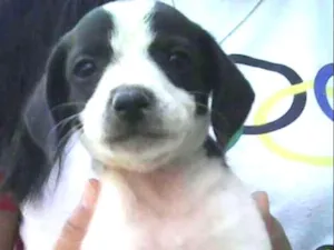 Cachorro raça Vira lata idade 2 a 6 meses nome Sasha