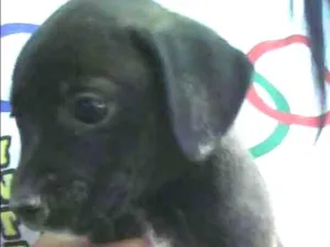 Cachorro raça Vira lata idade 2 a 6 meses nome Pretinha