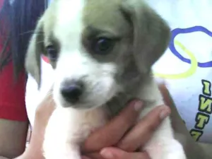 Cachorro raça Vira lata idade 2 a 6 meses nome Chorão