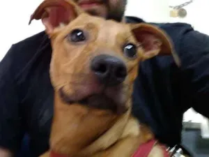 Cachorro raça Vira lata idade 2 a 6 meses nome Melinda