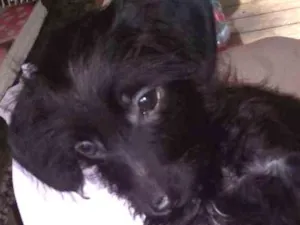 Cachorro raça SRD idade 2 a 6 meses nome Fefe