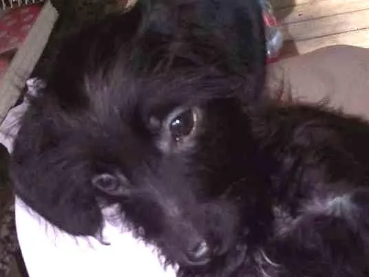 Cachorro ra a SRD idade 2 a 6 meses nome Fefe