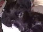 Cachorro raça SRD idade 2 a 6 meses nome Fefe