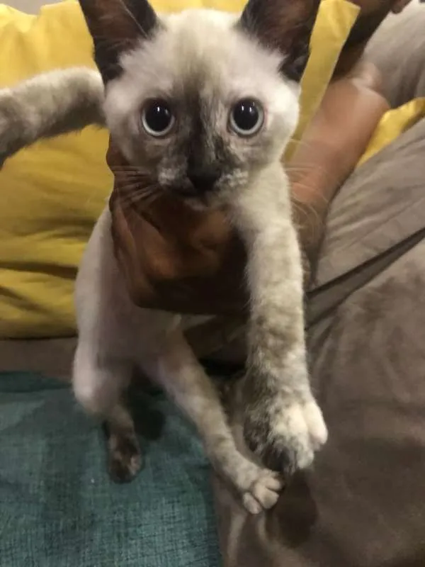 Gato ra a Siamês idade 2 a 6 meses nome Mia