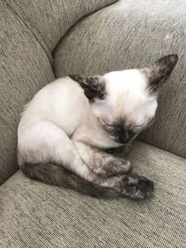 Gato ra a Siamês idade 2 a 6 meses nome Mia