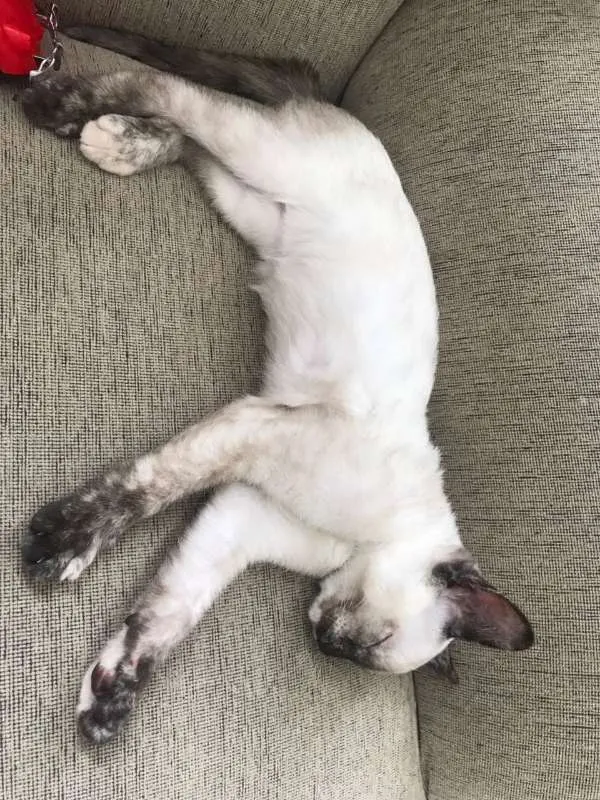 Gato ra a Siamês idade 2 a 6 meses nome Mia