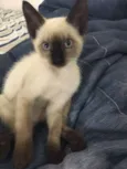 TAZ