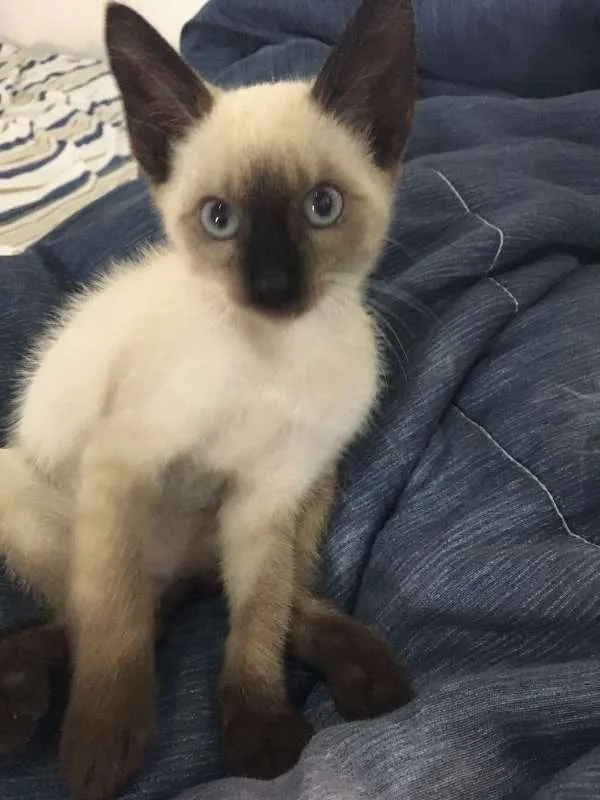 Gato raça Siamês idade Abaixo de 2 meses nome TAZ