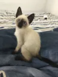 TAZ