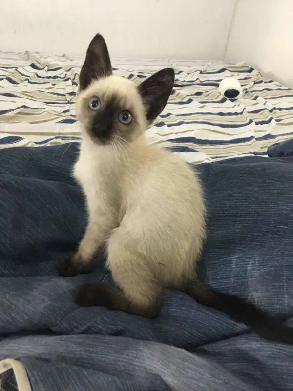 Gato raça Siamês idade Abaixo de 2 meses nome TAZ